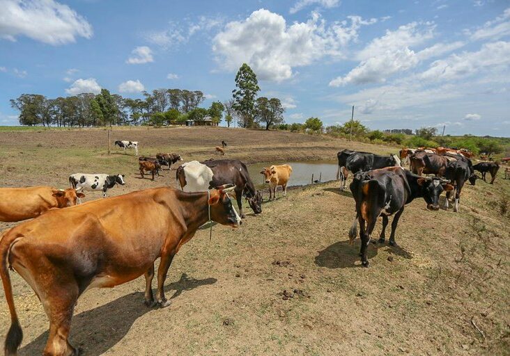 Seca-no-Rio-Grande-do-Sul-Foto-Roberta-Aline-MDS