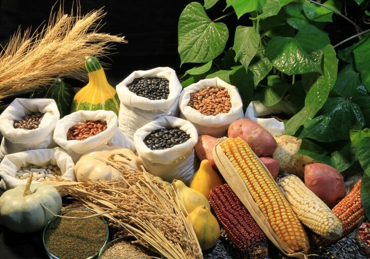 Sementes-Paulo-Lanzetta-Embrapa