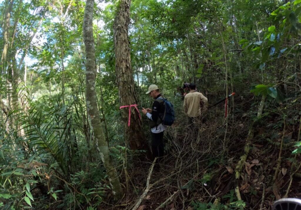 Sementes de árvores VNI interna