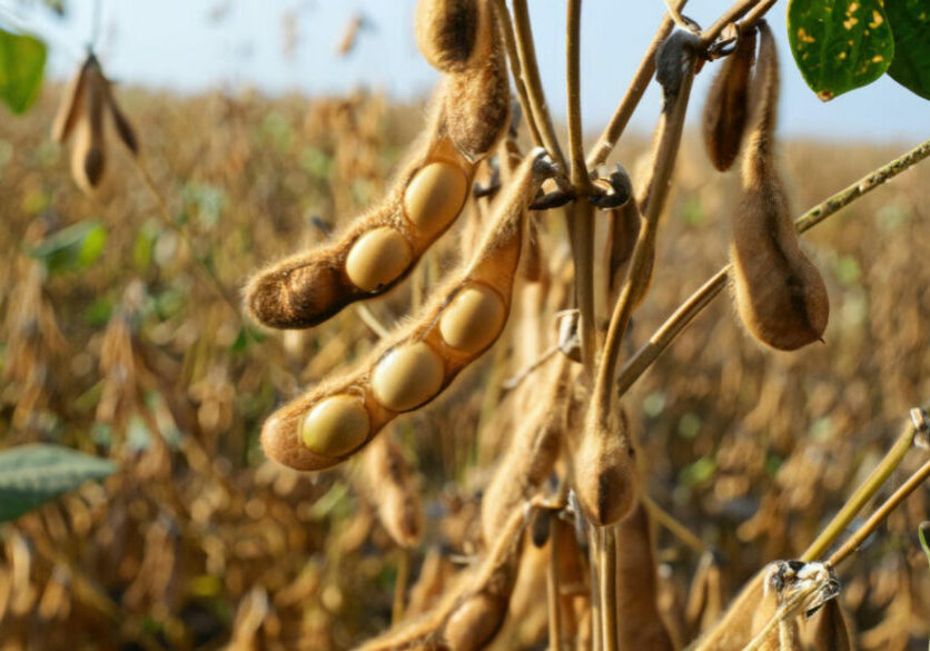 Soja - Freepik