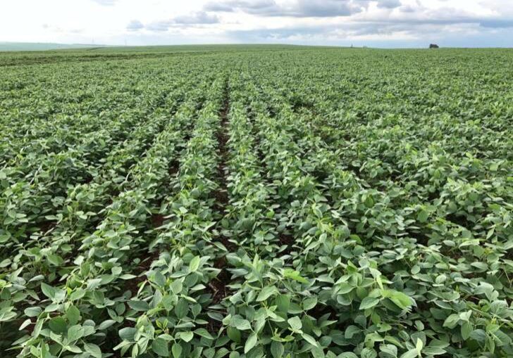 Soja Lodo de esgoto-agricultura