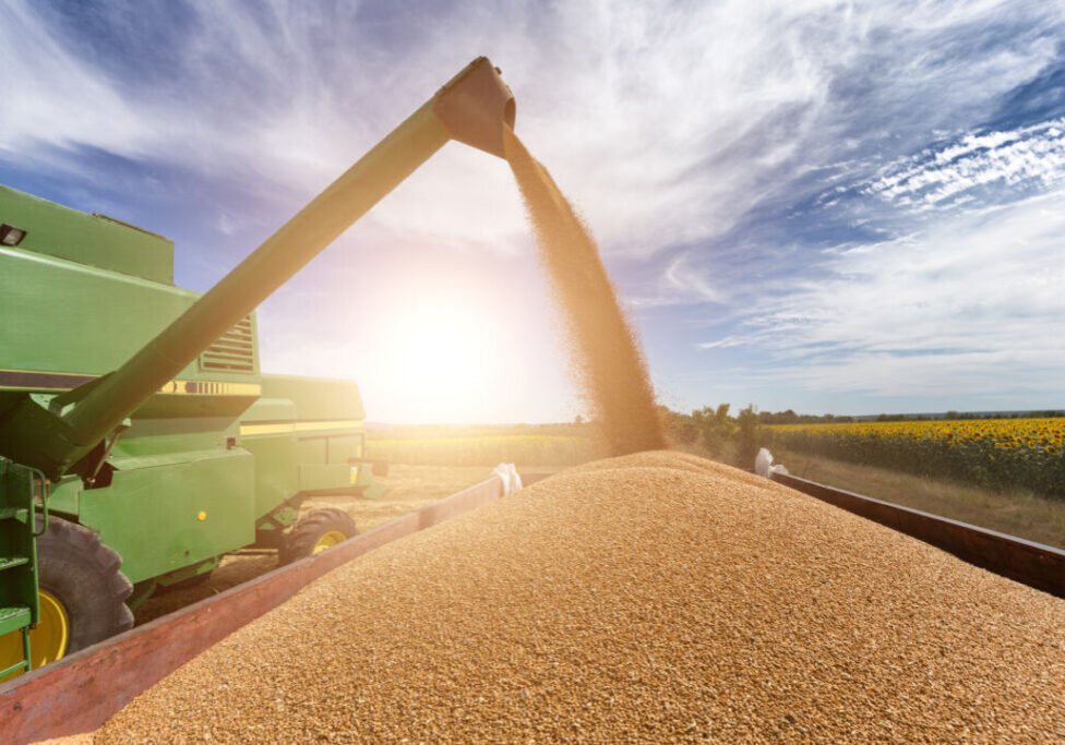 Combine harvester agriculture machine harvesting golden ripe wheat field