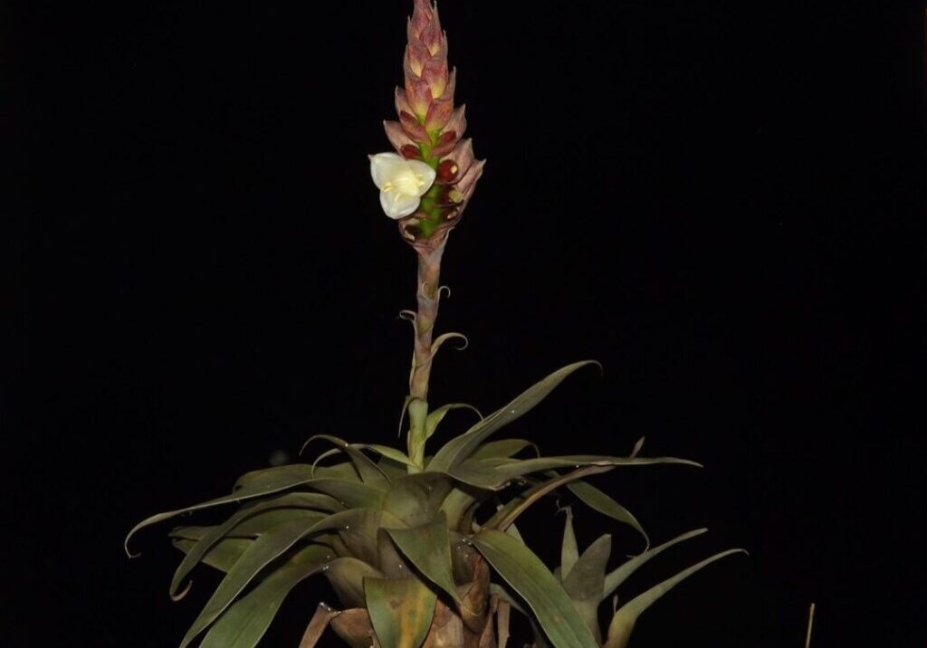 Stigmatodon vinosus_Vitor Manhaes