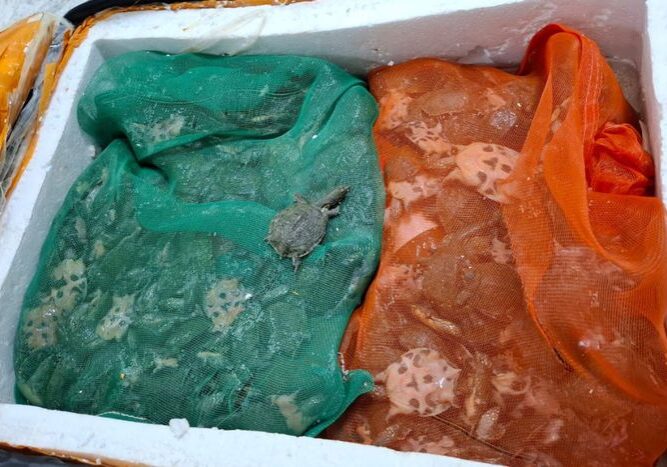 Tartarugas apreendidas