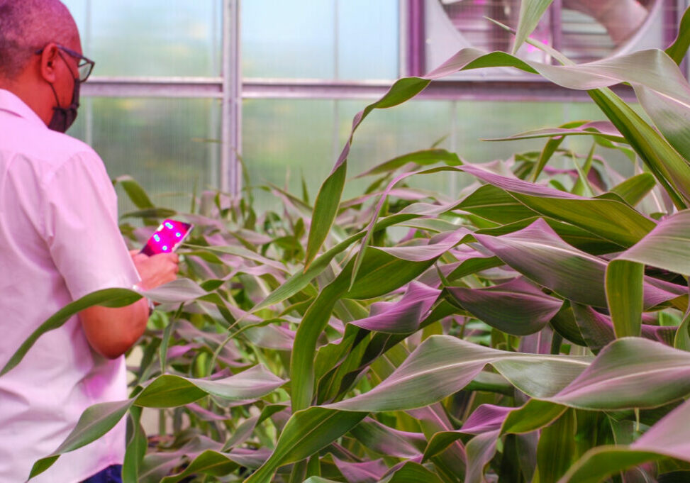 Casa de vegetacao Embrapa