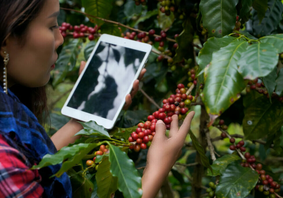 Tecnologia-cafeicultura-AI-Freepik