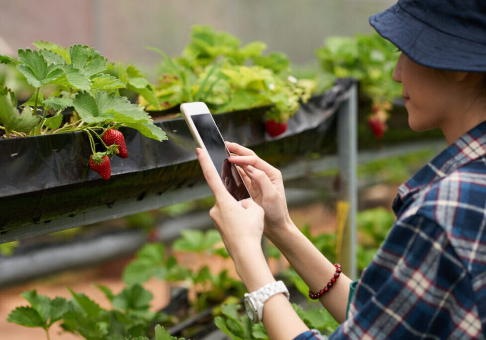 Telefone - Agro - Conectado - Freepik
