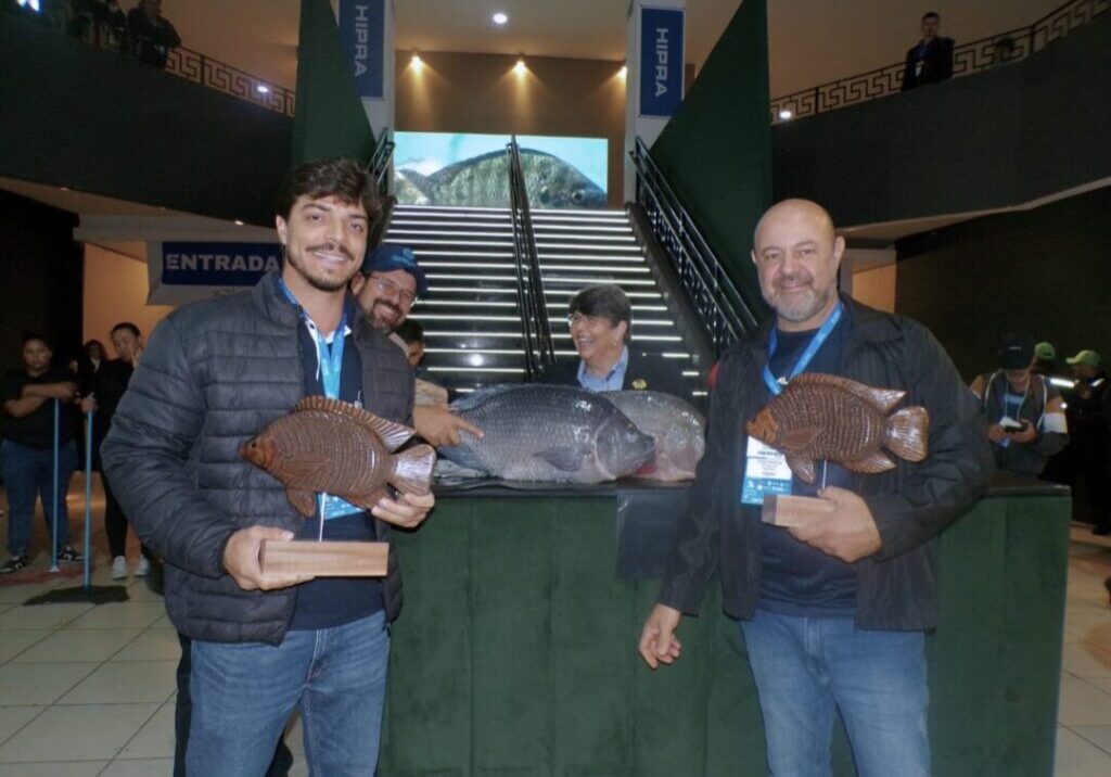 Tilápia gigante - Divulgação