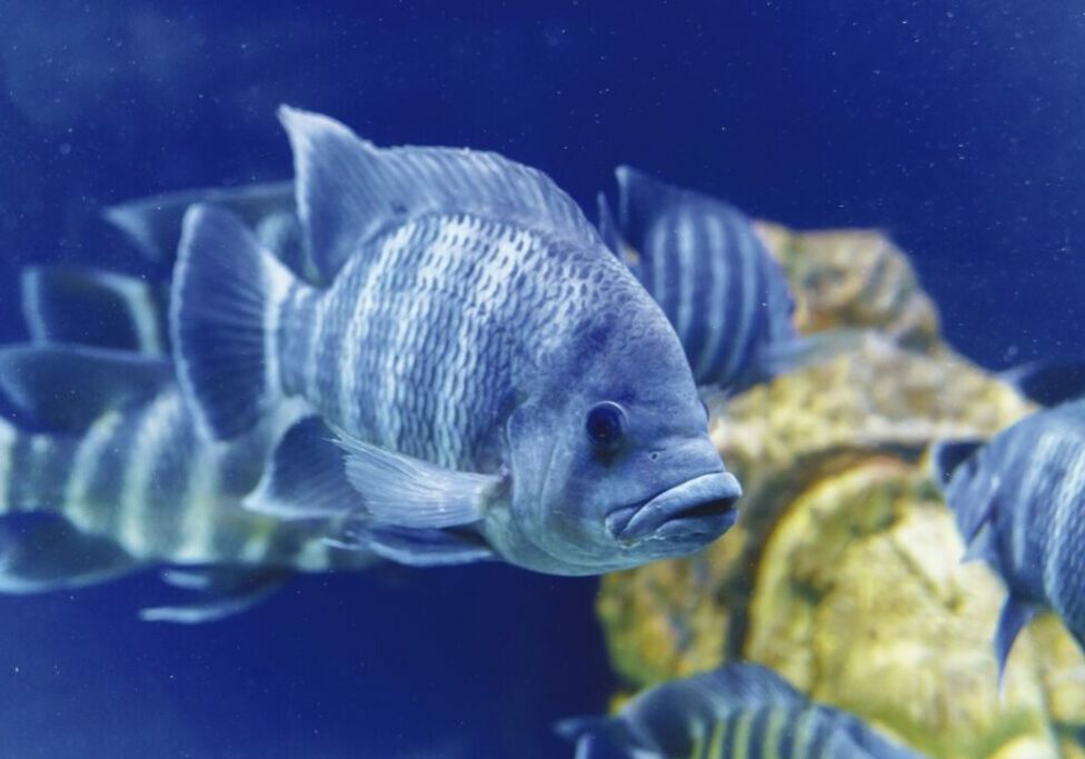 Tilapia Nila is a species of tilapia, a cichlid fish found in Africa from Egypt to East and Central Africa and as far West as the Gambia.