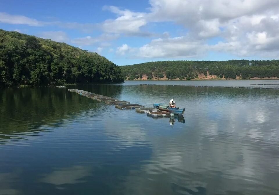 Tilapia