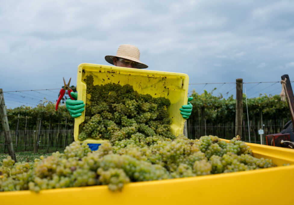 Uva Aurora - Anderson Pagani