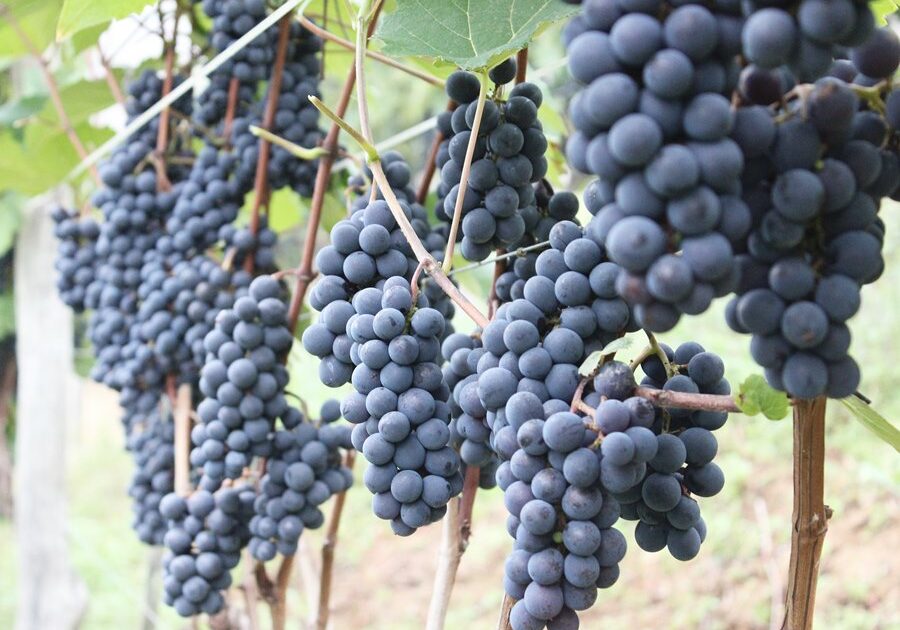 Uva-sao-Bento-de-Urania