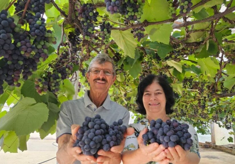 Uvas papai e mamãe (5)
