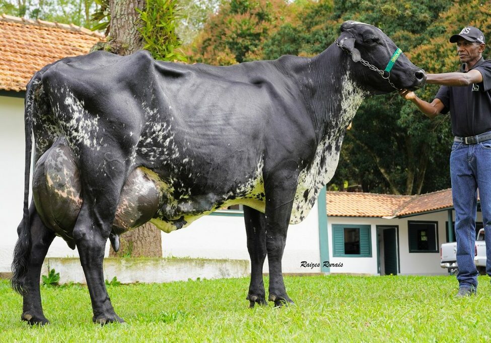Vaca-Girolando
