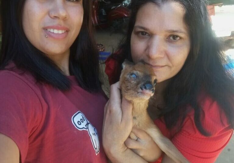 Veado-encontrado-1
