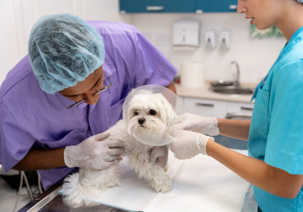 Veterinário - Freepik