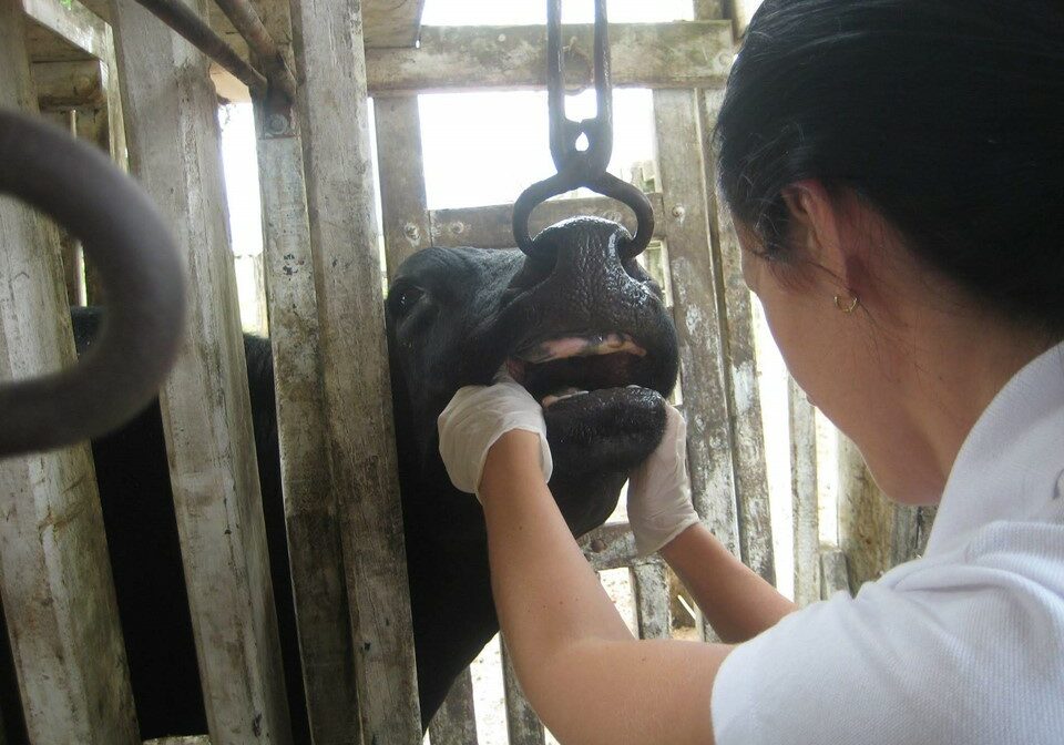 Vigilancia-Aftosa-Karina-Garcia