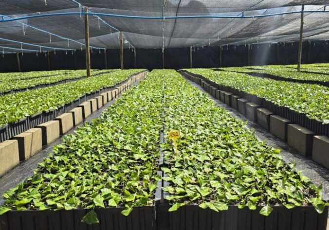 Viveiro de Café  Foto Divulgação Hydra Irrigação