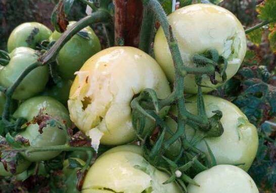 WhatsApp-Image-2021-04-01-at-09.28.51