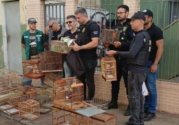aves ilegais sesp