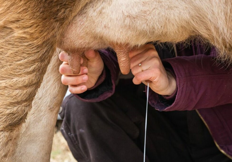 a-farmer-milking-her-cow-2022-11-10-18-24-55-utc-1