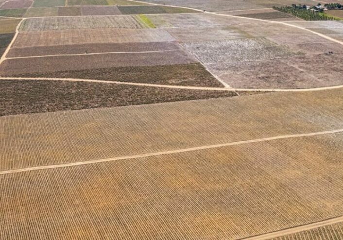 abacaxizinho-1-e1659555627390-1140x550-1