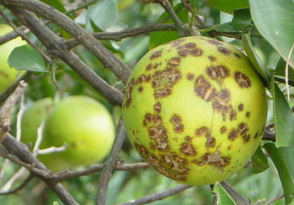 acaro-da-leprose-dos-Citrus