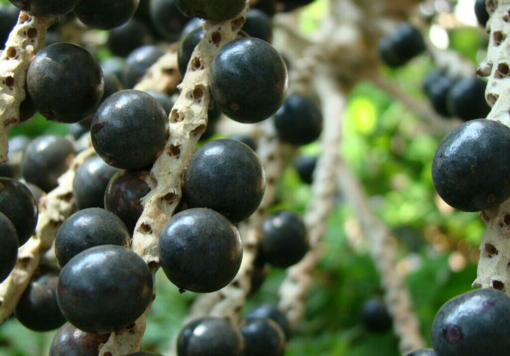 açaí