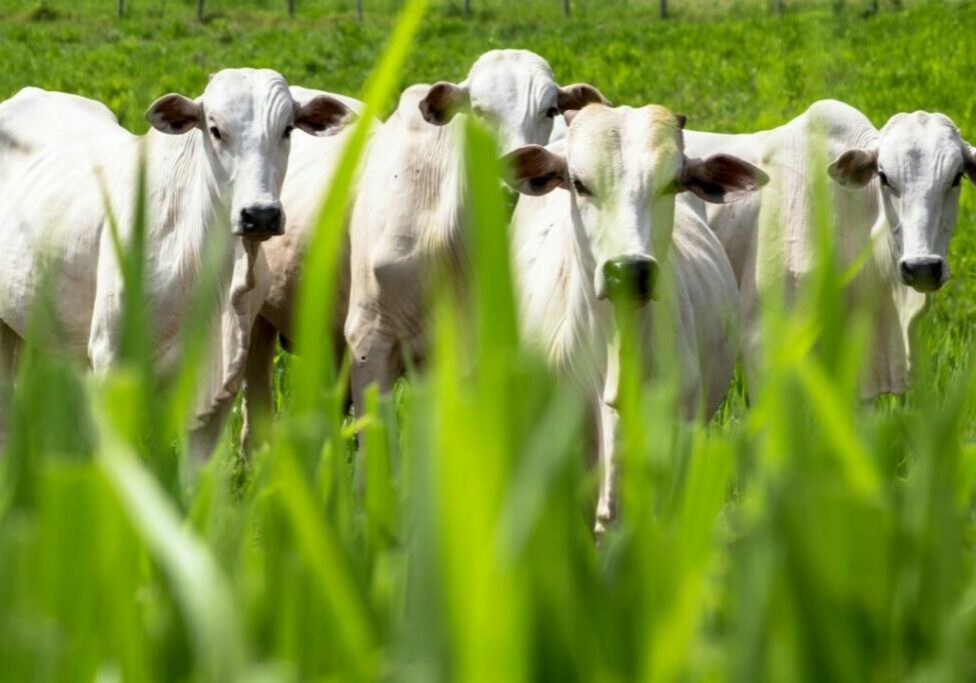 agro_pecuaria_1mar22_Alfribeiro_Gettyimages