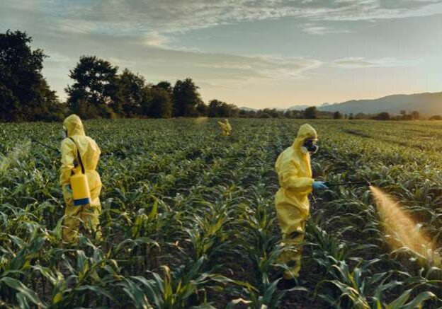 agrotoxicos milho