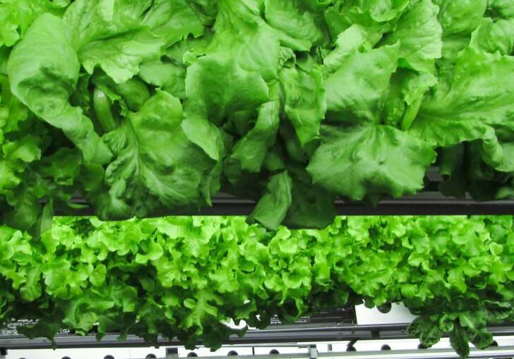 alface_fazenda_vertical-min