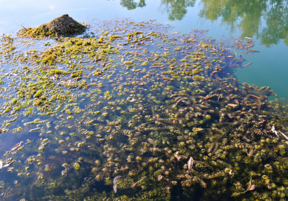 alga marinha Ascophyllum nodosum - Freepik
