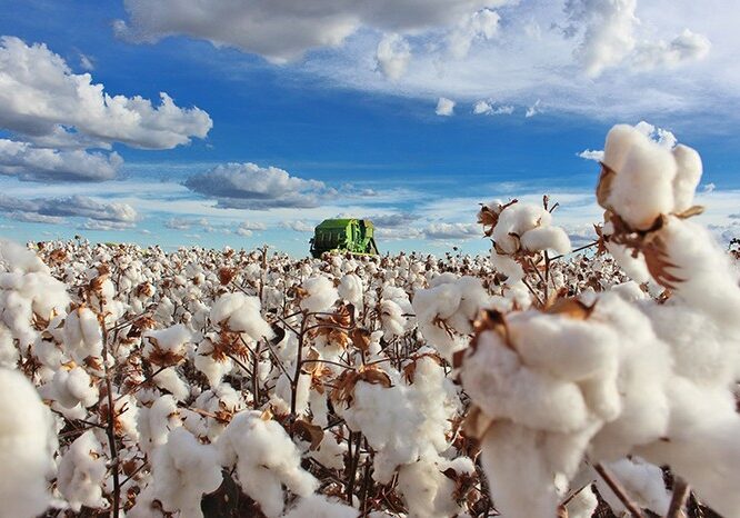 algodao_bahia