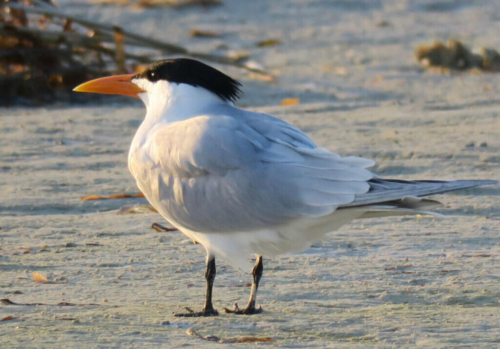andorinha_do_mar_freepik