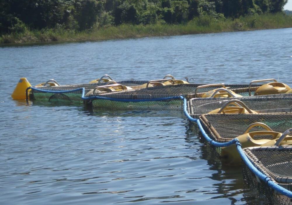 aquicultura-itaipu