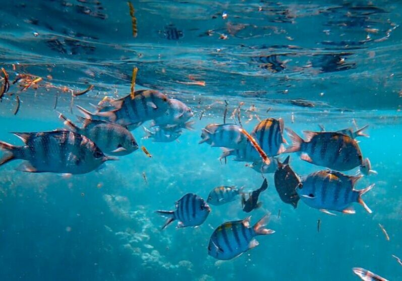 aquicultura-sustentavel