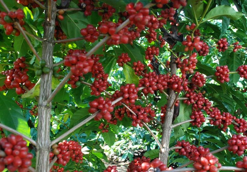 arabica