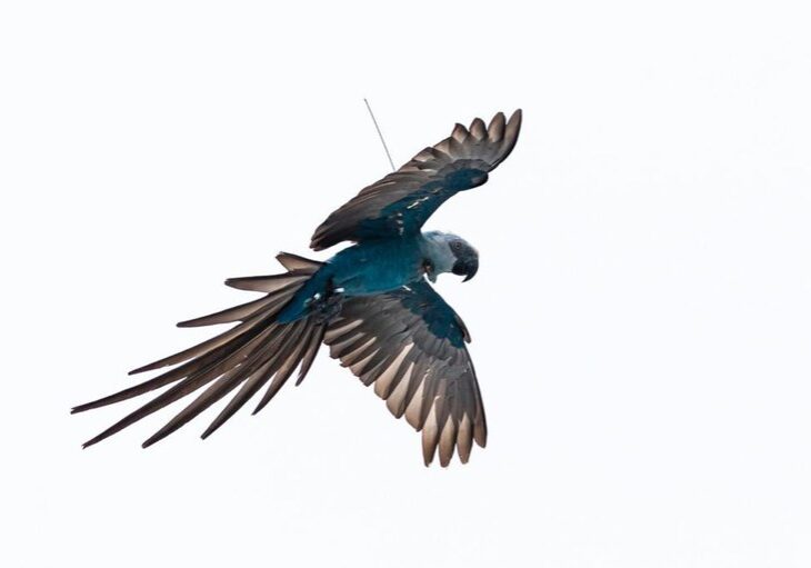 arara azul_Foto Rodrigo Agostinho  ICMBio