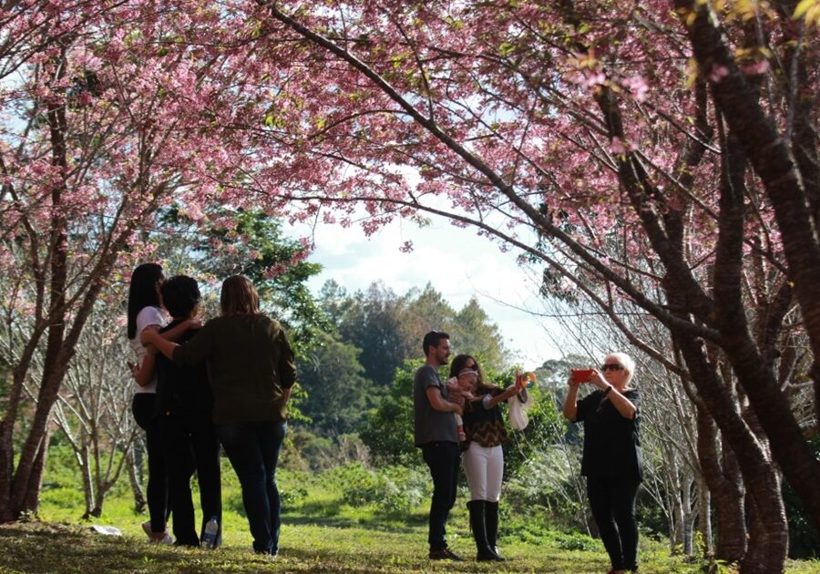 arvore-da-cerejeira-foto