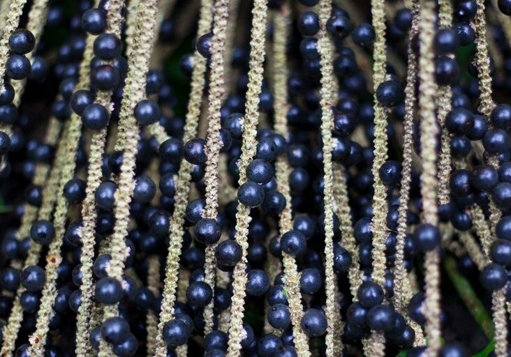 açaí