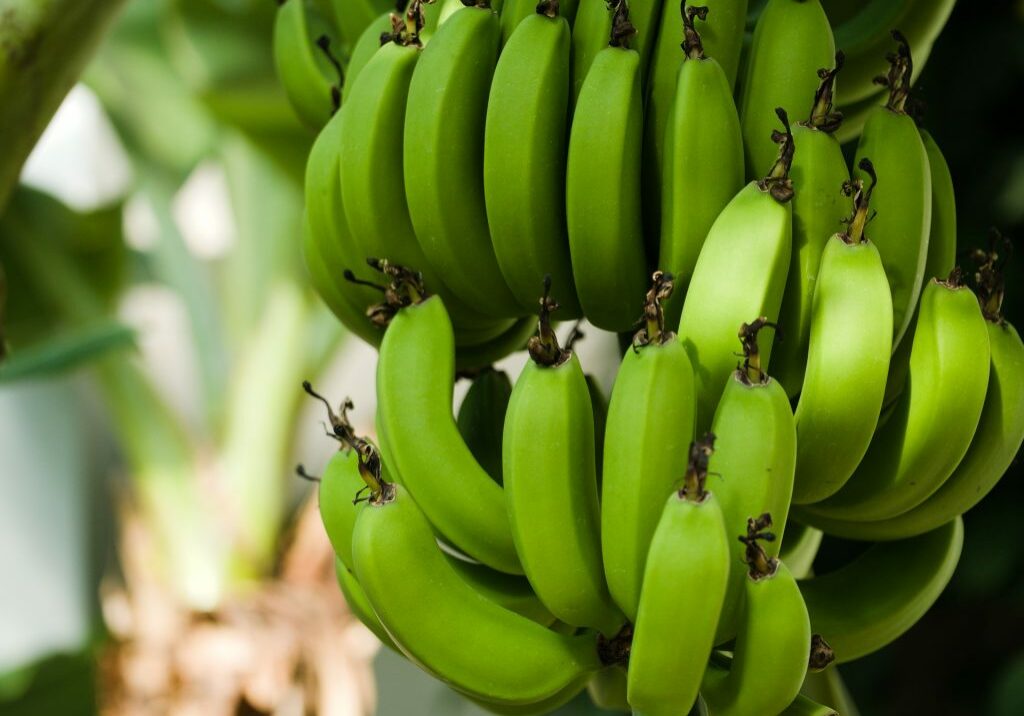 bananas-3528314_1920