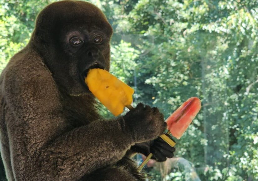 barrigudo_foto_halder1