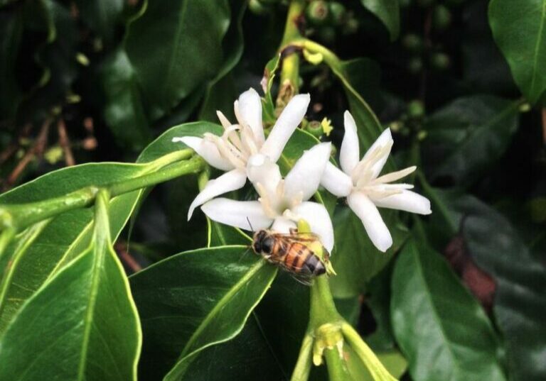 bee-645521_1280