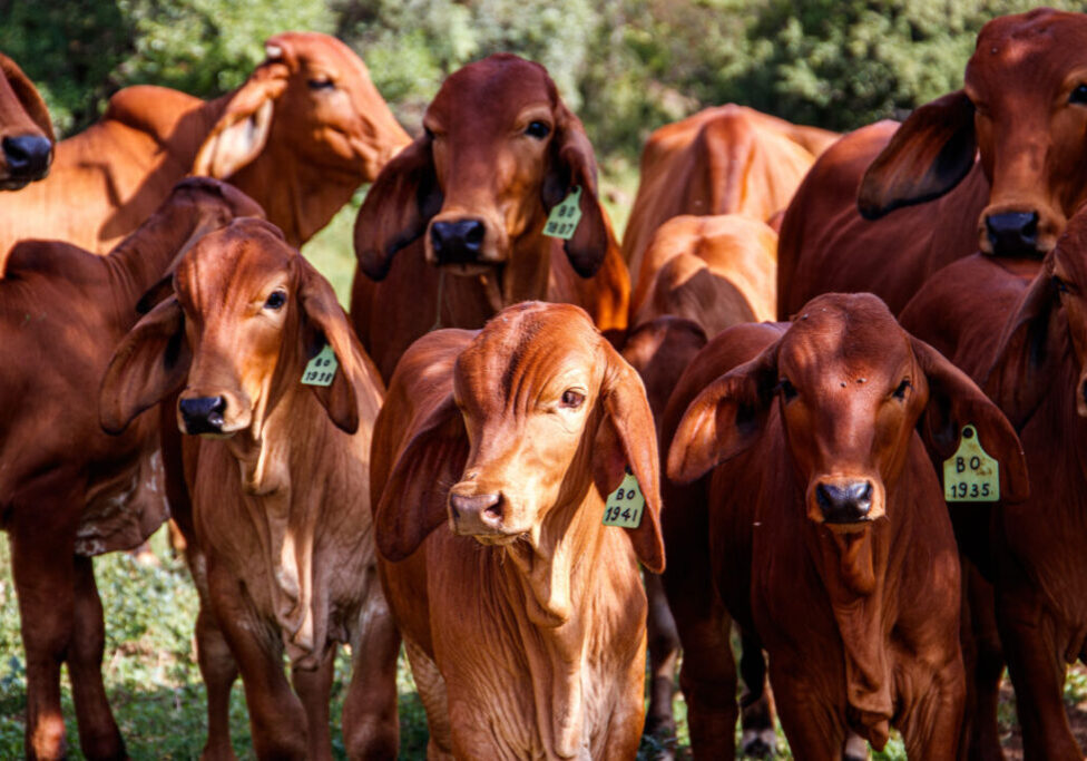 bezerros_FREEPIK (1)