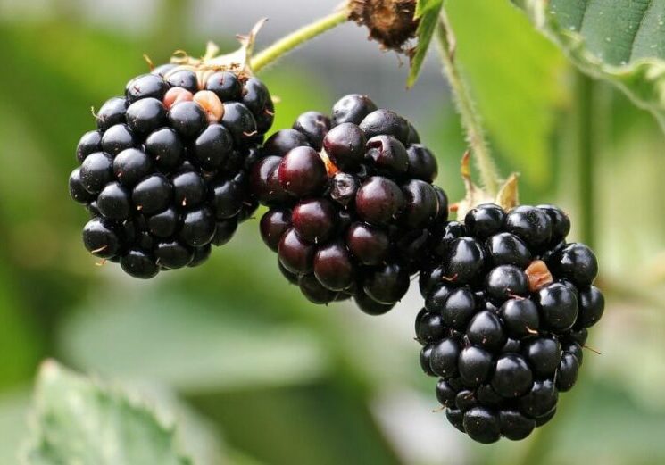 blackberries-1539540_1280