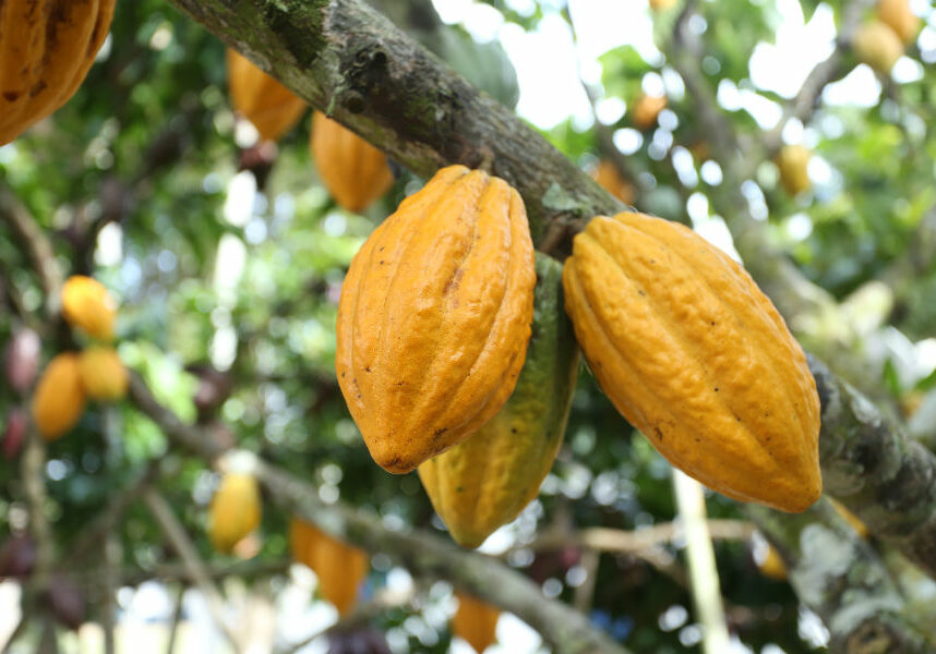 cacau