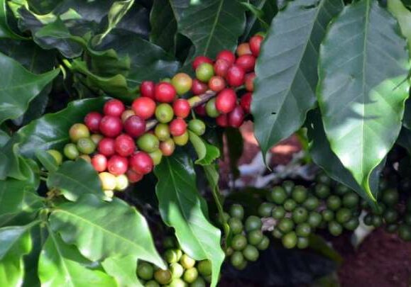 cafe-grao-galho-lavoura-foto-lucas-soares-g1-sul-de-minas-800x445-1