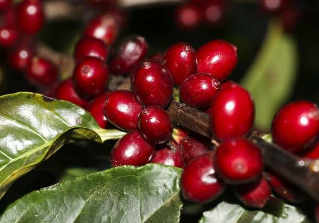 Plantação de Café