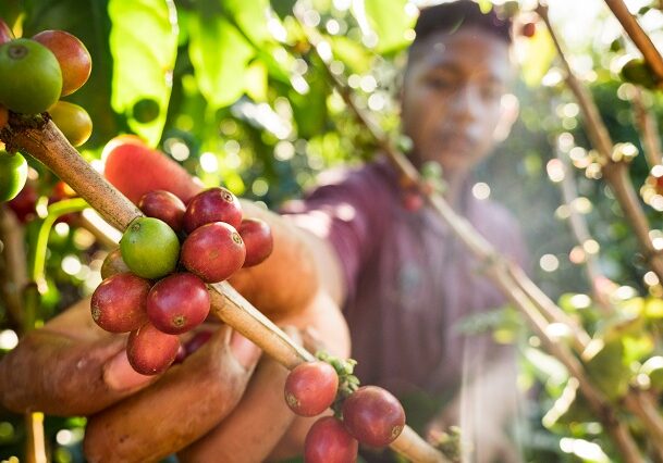 café-américa-do-sul