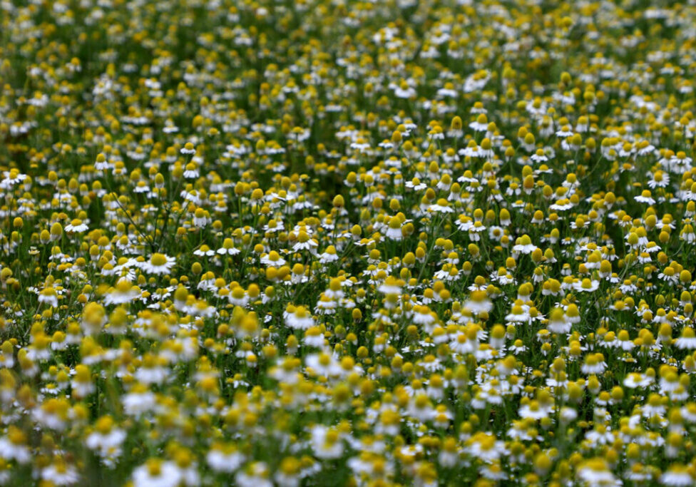 camomira